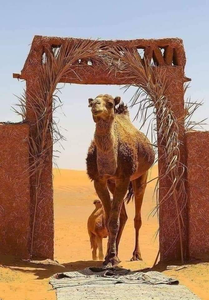 Camel in desert camp in Merzouga desert south Morocco